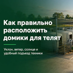 Как правильно расположить домики для телят на площадке фермы
